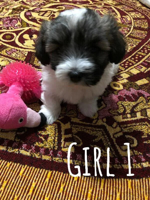 2 Havanese puppies
