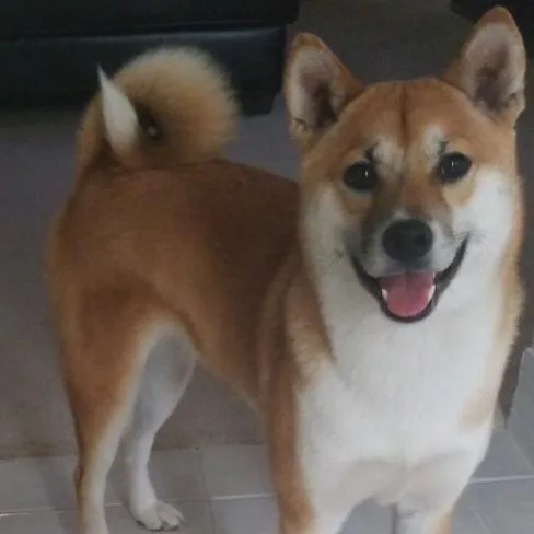 2 yr old Shiba Inu