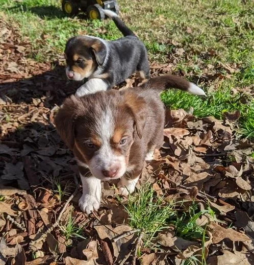 AKC Beagle Pitbull Mix...