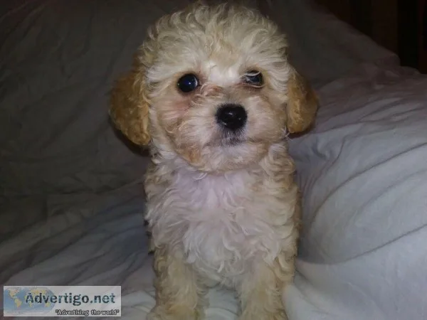 3 Maltipoo for sale