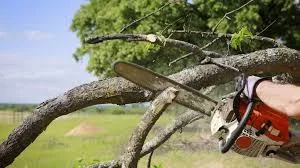 Expert of Tree removal services in Kelowna