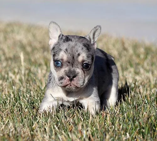 AKC LilacMerleTri French Bulldog Puppy Girl (Joy)