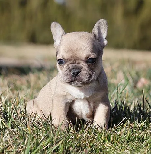 AKC FawnMerle French Bulldog Puppy Boy (Ned)