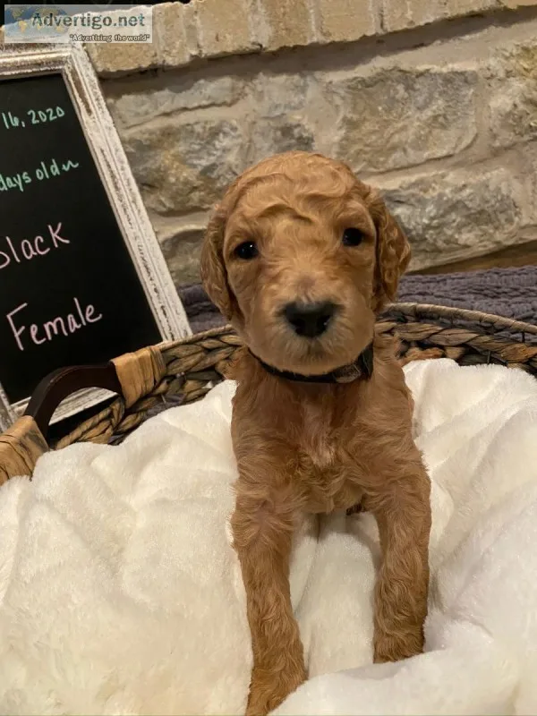 Beautiful Standard Poodle Puppies