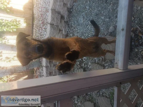 German Sheppard female puppy