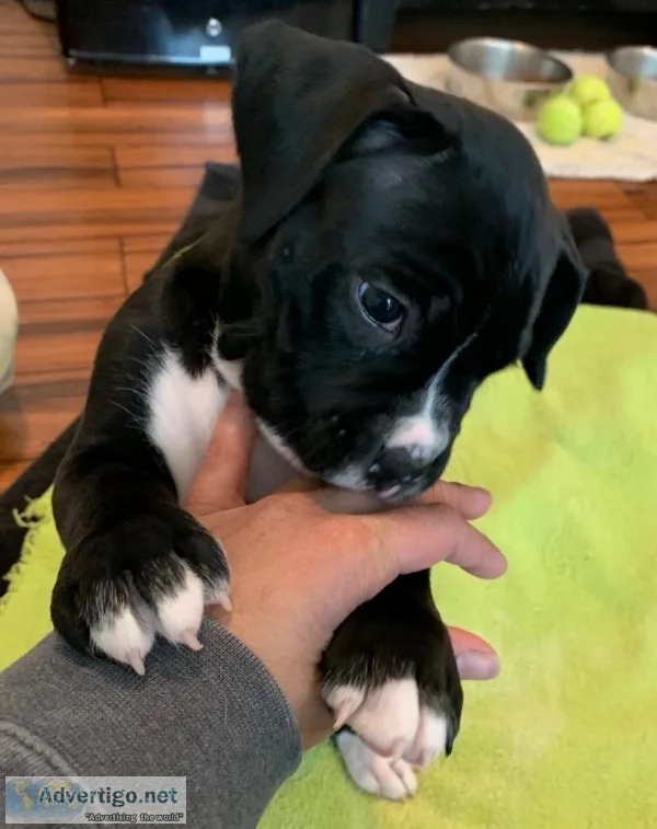 Female Boxer Puppy