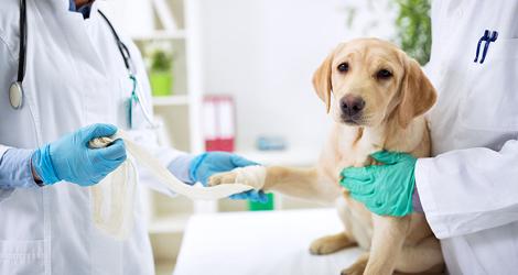 Top Veterinary Hospital in Etobicoke Ontario