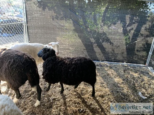 Sheep Babydoll type