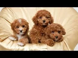 Toy poodle