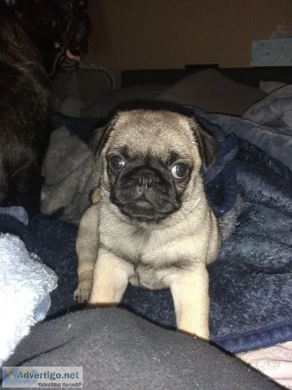 Pug puppies