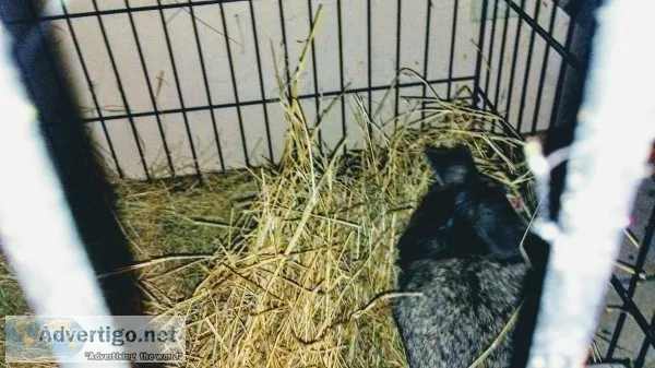 Dwarf Loins Head female 4yrs old. Never breed.