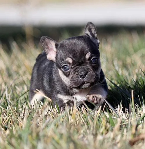 AKC BlackTri French Bulldog Puppy Girl (Kay)