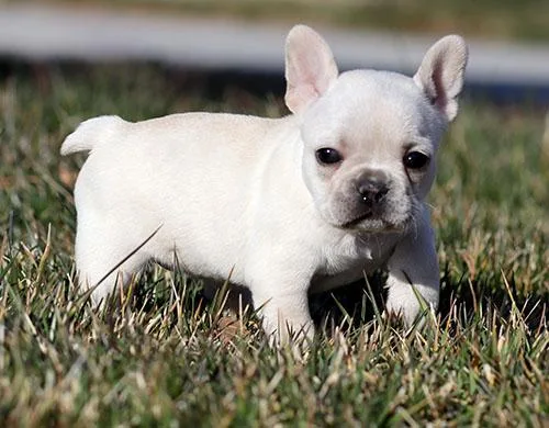 AKC Cream French Bulldog Puppy Girl (Lara)