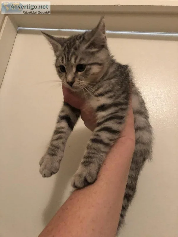 Part Maine Coon Kitten