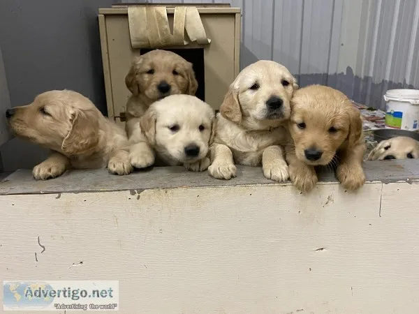 AKC Golden Retriever puppies