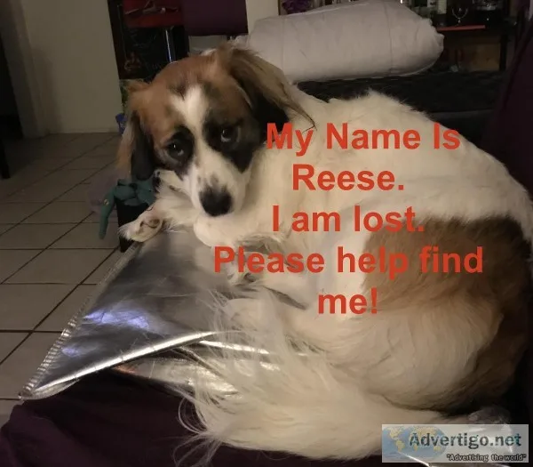 LOST Female Corgi Mix PAWBOOST ID 5995728 Oside