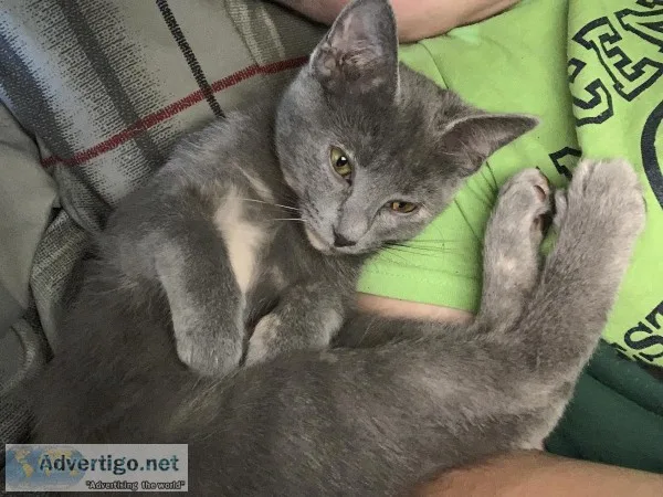 Blue Gray Cat