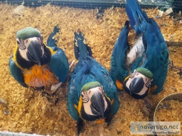 Macaws and Parrots available for Rehome
