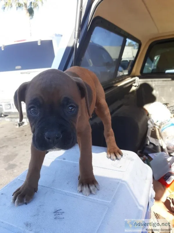 Boxers Puppies pure bred 7 Weeks 2 Boys and 1 Girl