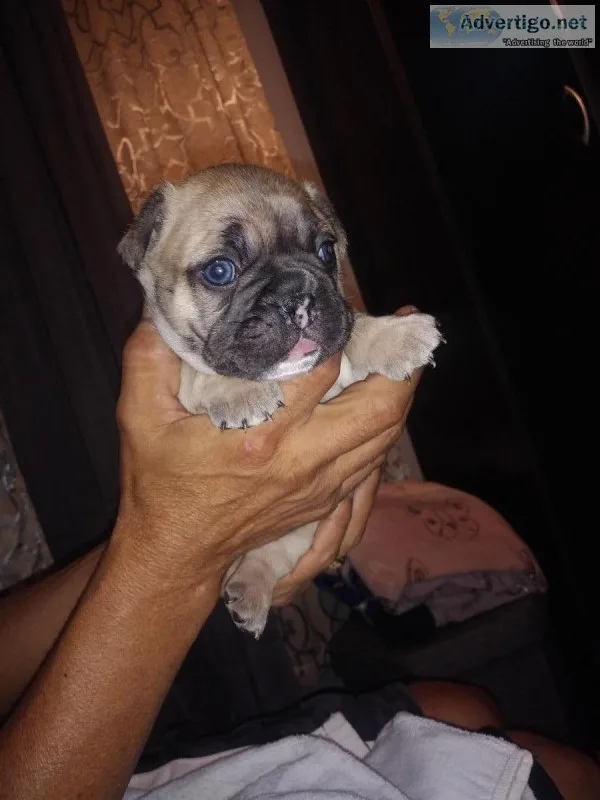French Bulldog Puppies