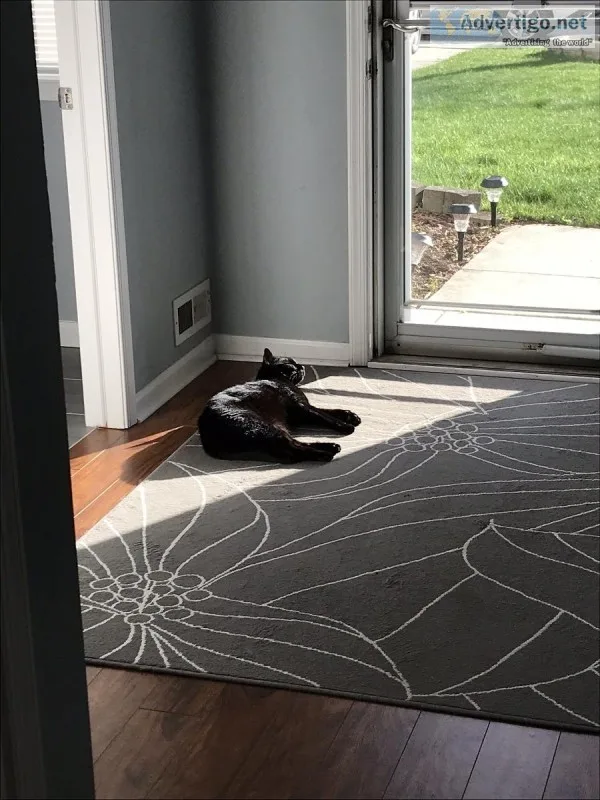 Two adult Male cats