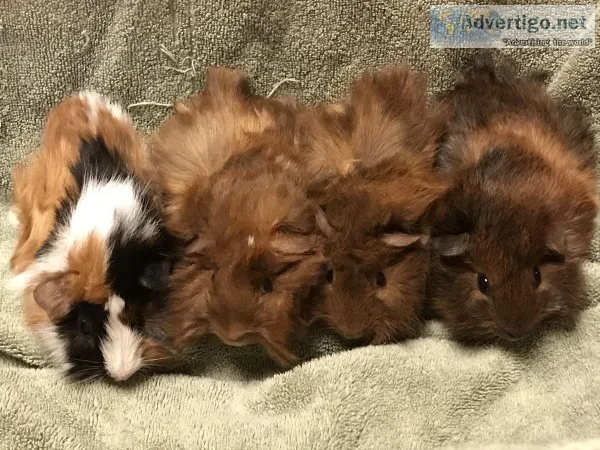 Baby guinea pigs