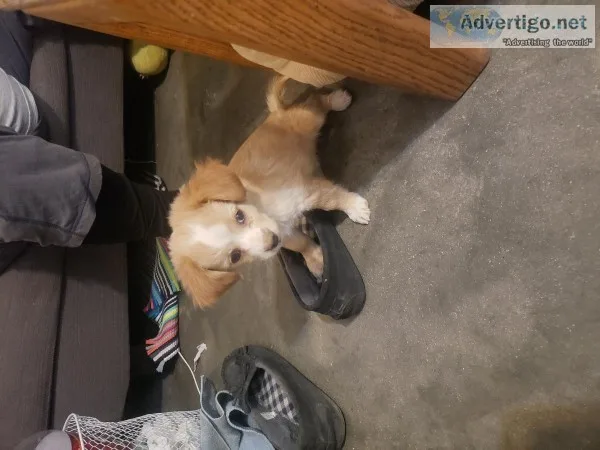 Cute puppy Free to good home