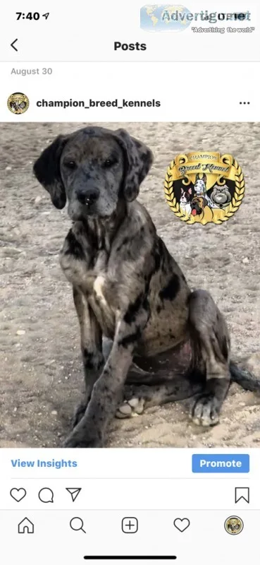 Rare Merle Daniff pup