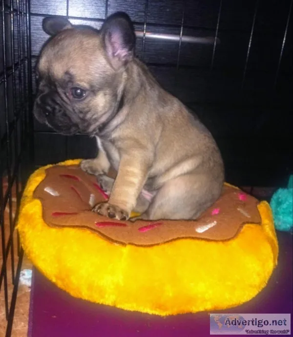 French Bulldog Puppies