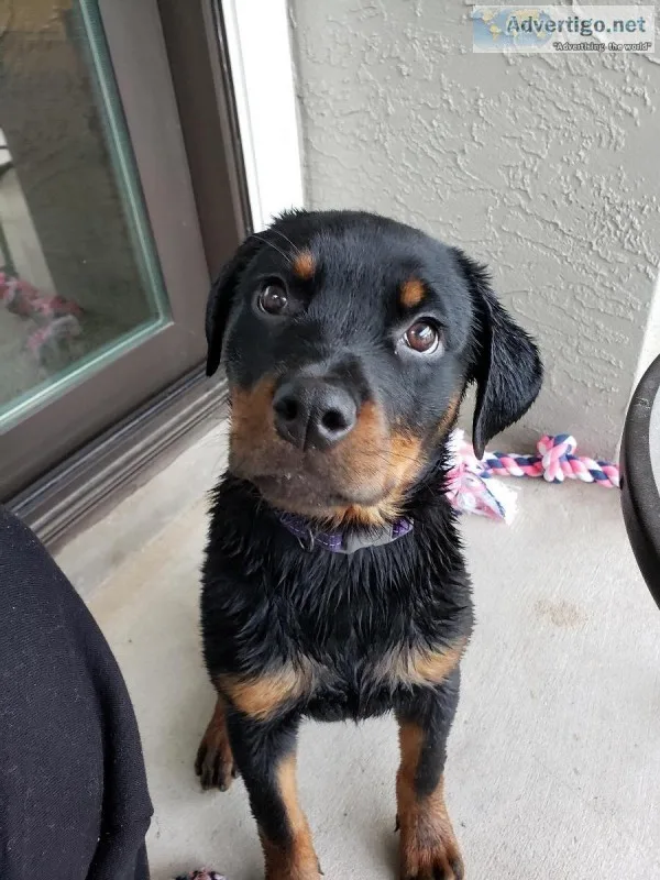 Rottweiler puppy 4 months