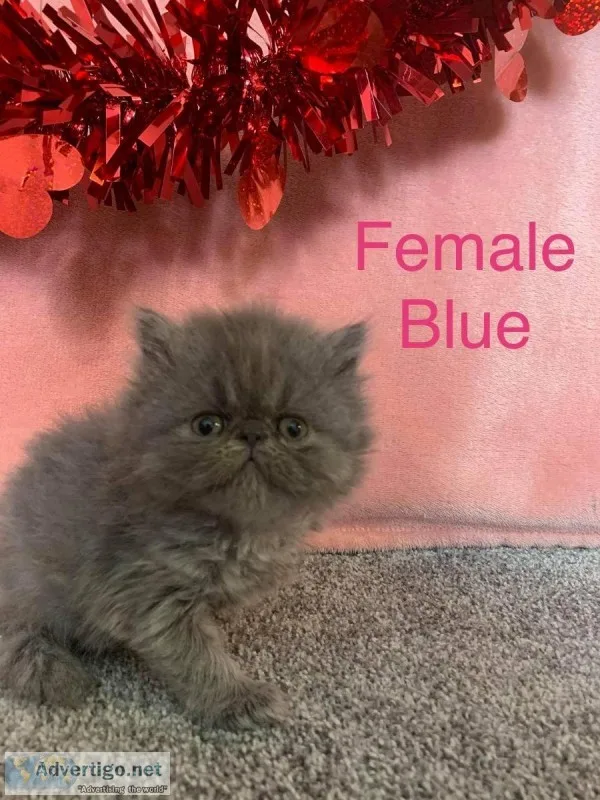 Exotic Persian kittens