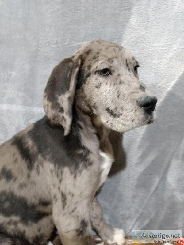 St Dane pups