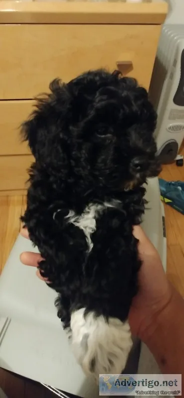 Teddy bear poo