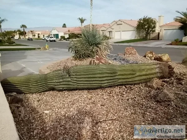 10ft 3in Saguaro cactus tree