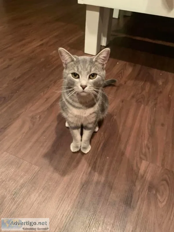 Two cats for adoption