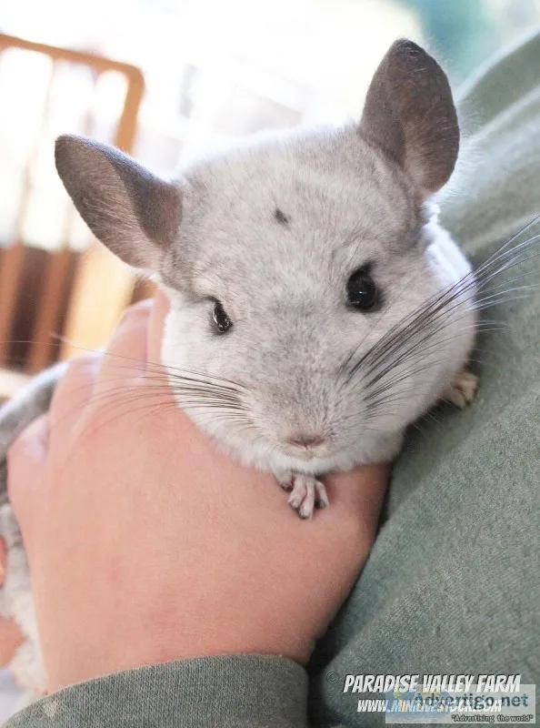 Chinchillas-so soft
