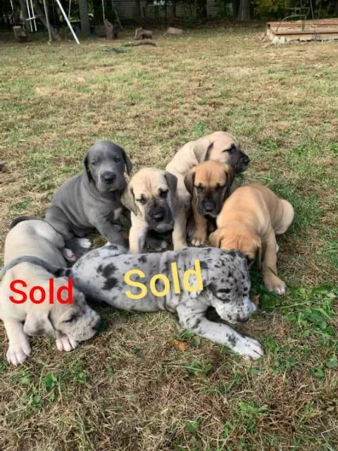 Great Dane Puppies