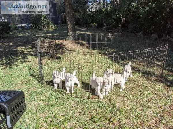 AKC Standard Poodle Puppies-Grand Champion and Health Tested Par