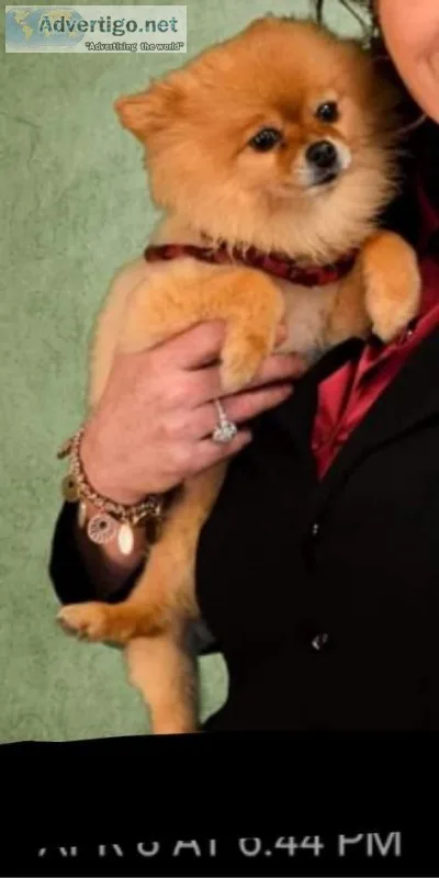 REWARD Shilo- miniture pomeranian