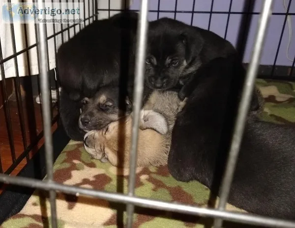 Mixed breed puppies