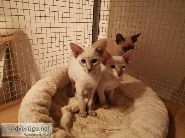 Siamese Kitten female and male
