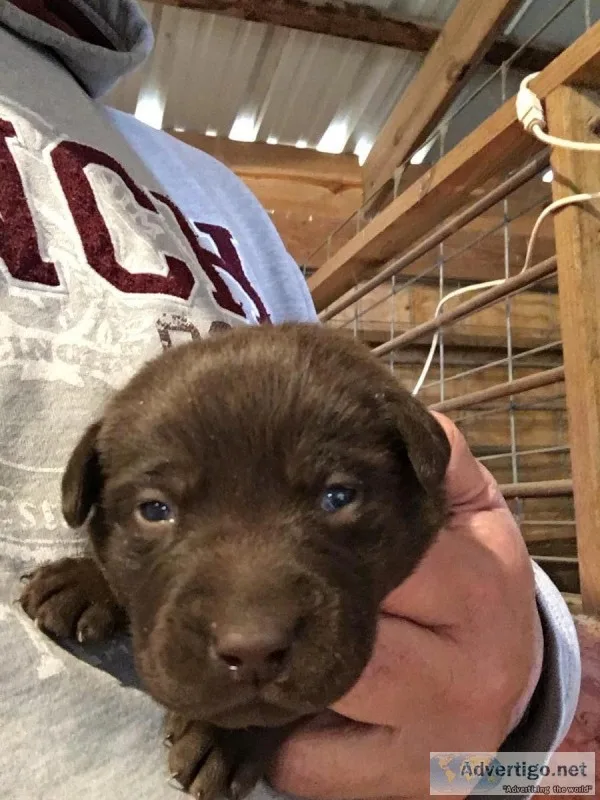 AKC Lab Puppies