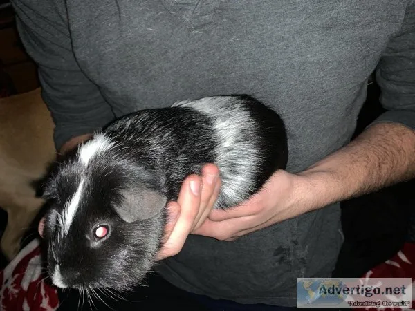 Cute Male Guineas