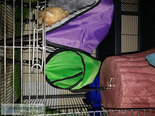 Ferret Cage and Necessities