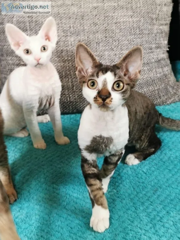 Charming Devon Rex Purebreds