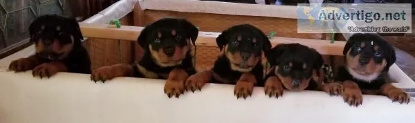 AKC German Yugoslavian Rottweiler Puppies
