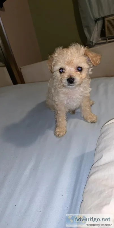 8 week old puppies