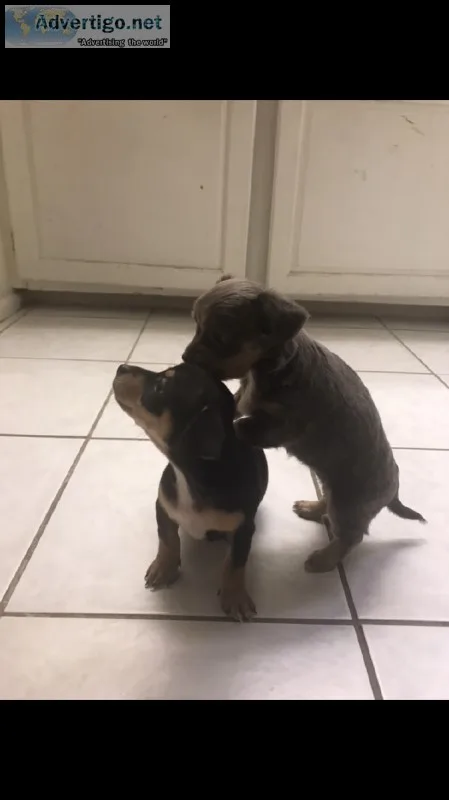 Pomchie and Chiweenies