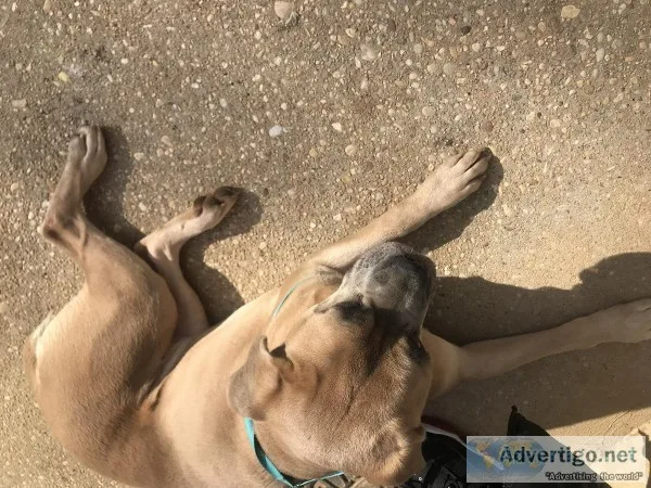 Young Female Cane Corso