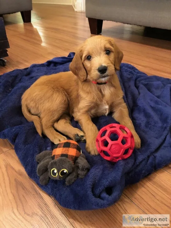 F1 Golden Doodle Puppies